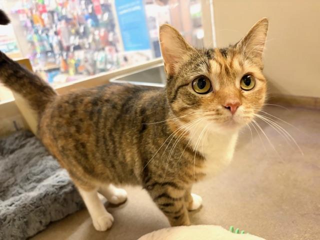 YARA. #3181, an adopted mixed breed in Waldorf, MD image 1/2