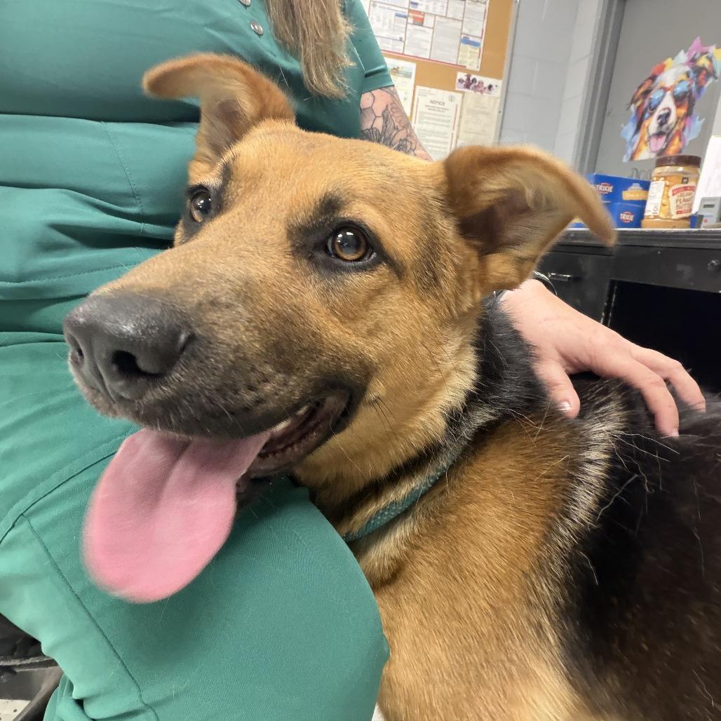 Odin, Adoptable, Adult Male German Shepherd Dog & Mixed Breed.