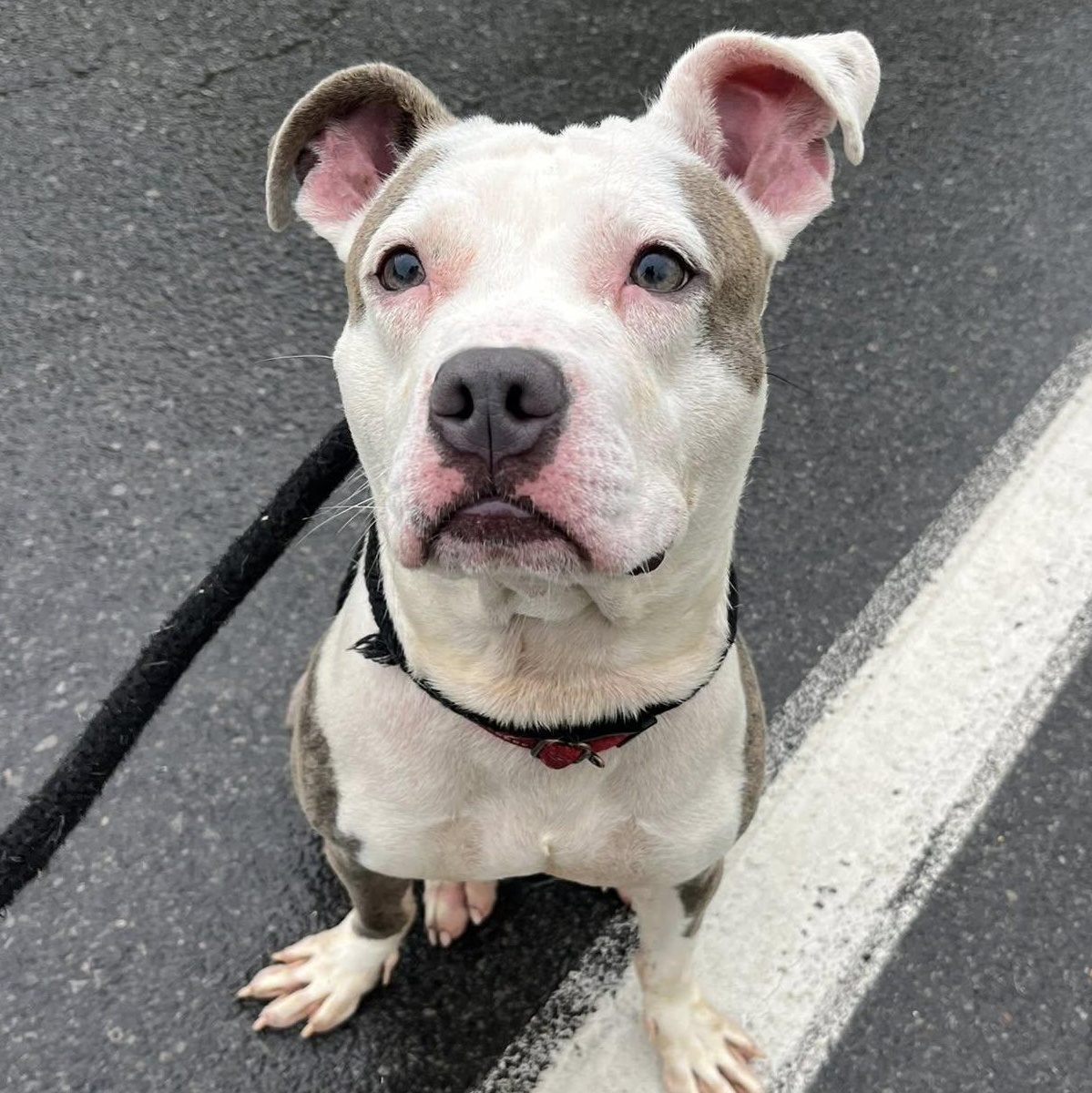 Pluto, a ADOPTABLE Terrier in North Syracuse, NY image 2/4