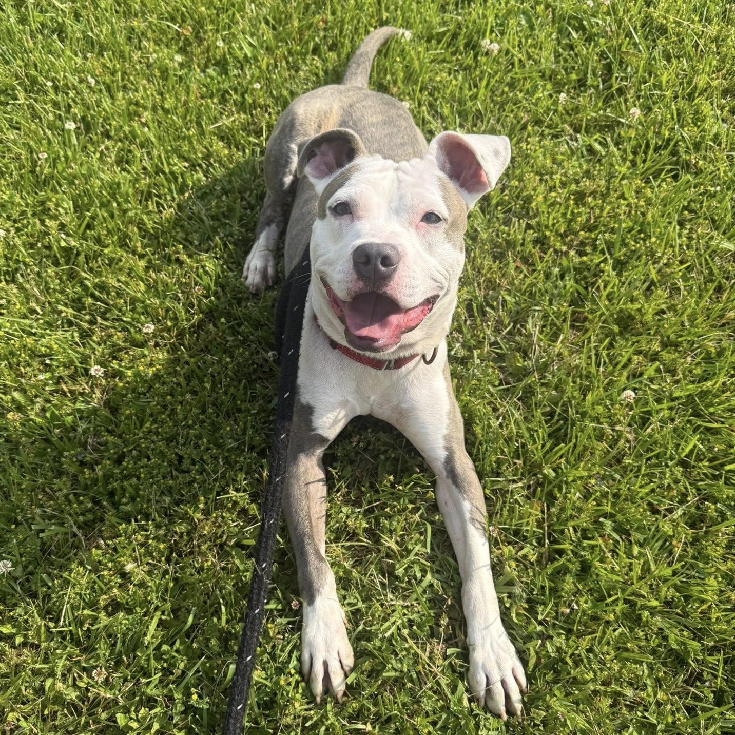 Pluto, ADOPTABLE, Young Male Terrier.