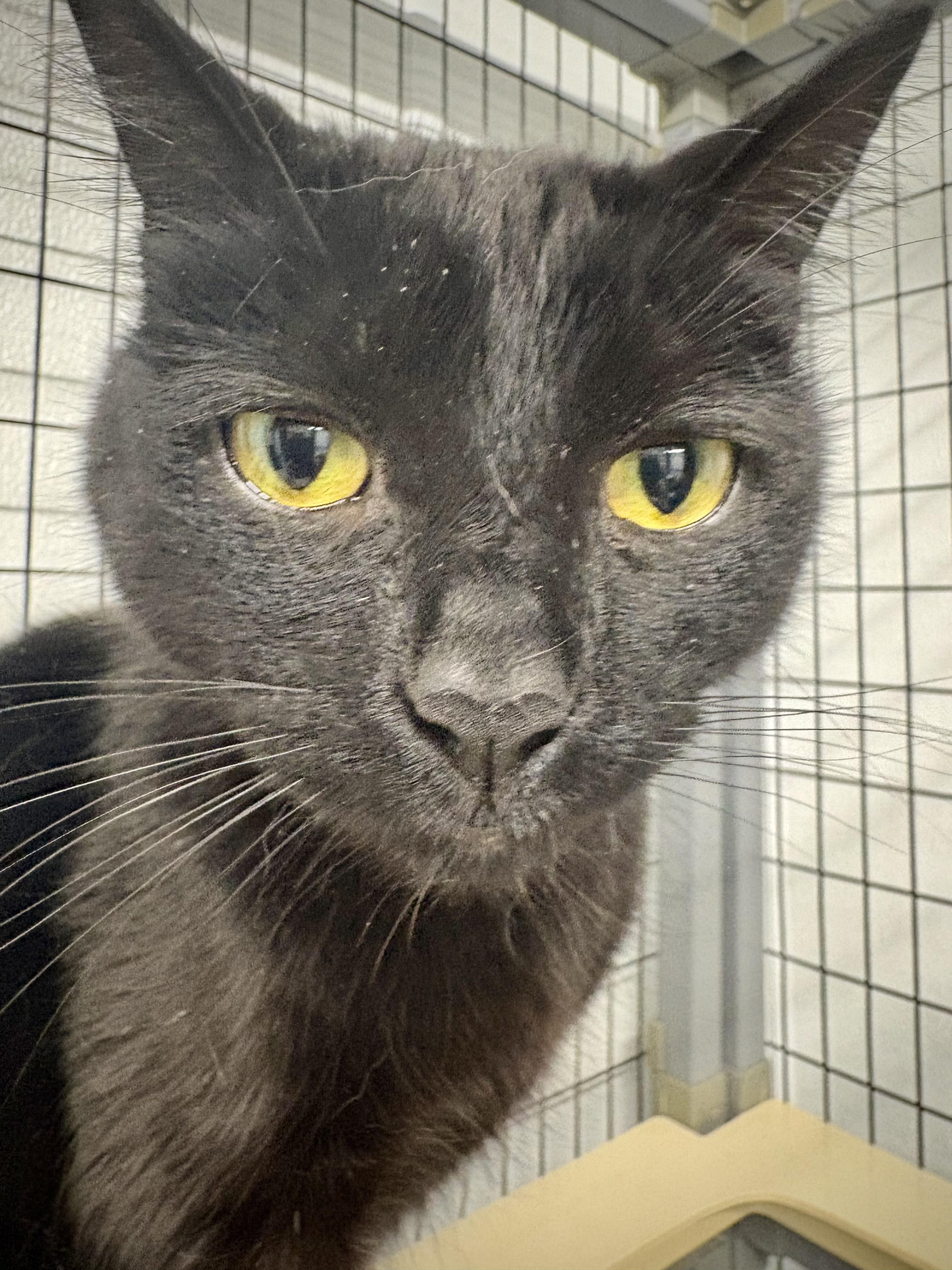 Mo - At Petsmart, an adopted Domestic Short Hair in Kalamazoo, MI image 3/3