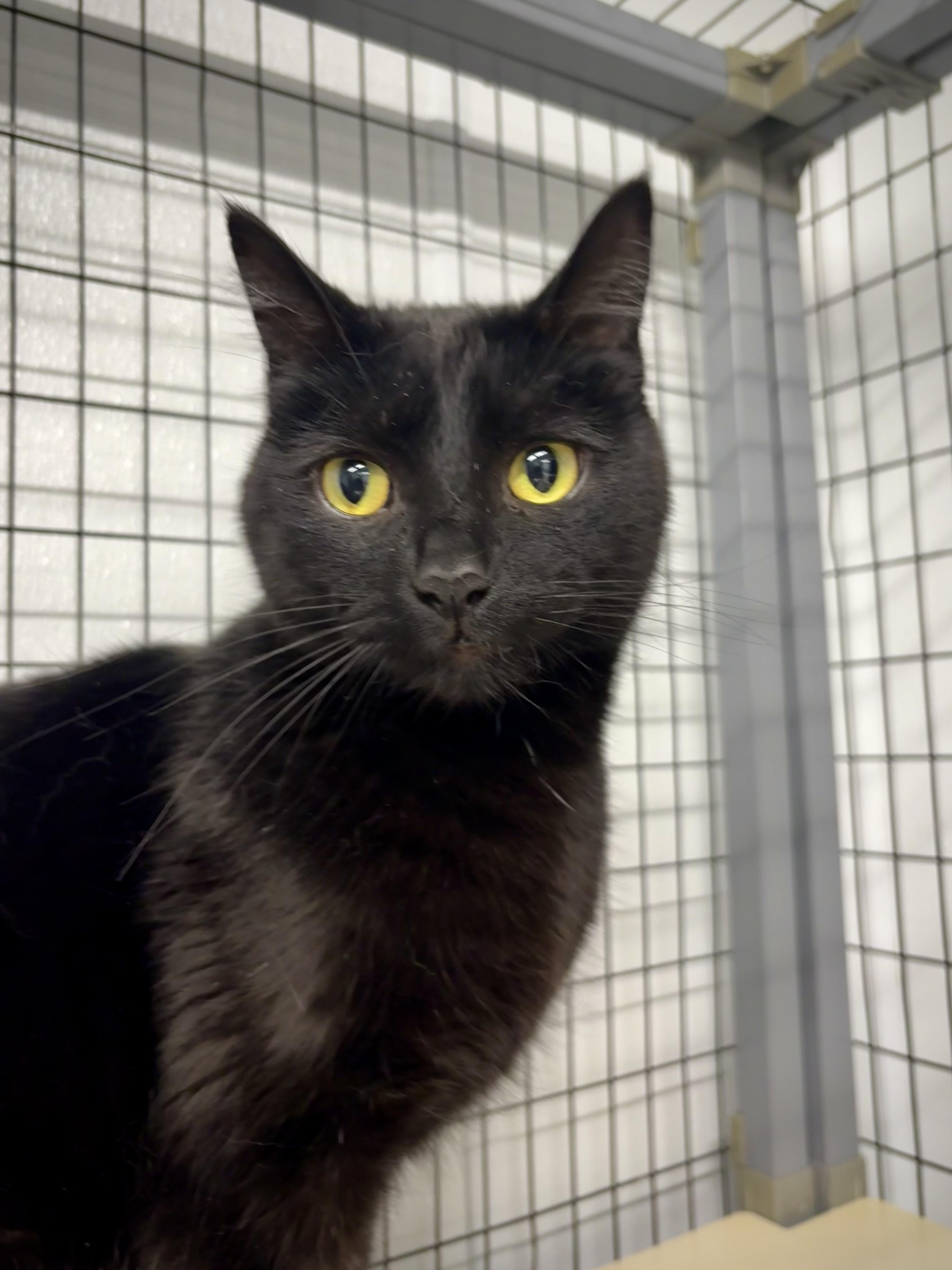Mo - At Petsmart, an adopted Domestic Short Hair in Kalamazoo, MI image 1/3