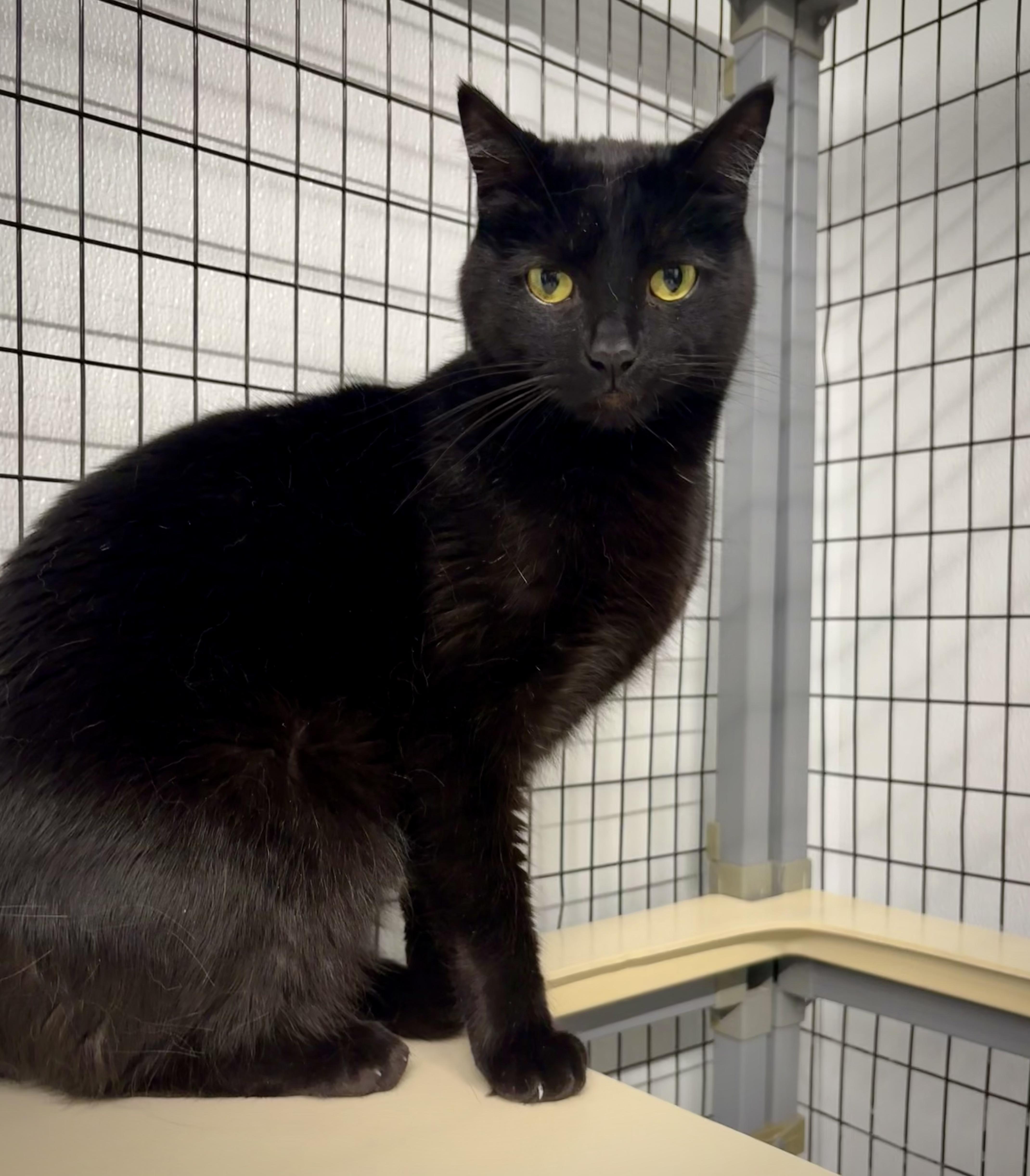 Mo - At Petsmart, an adopted Domestic Short Hair in Kalamazoo, MI image 2/3