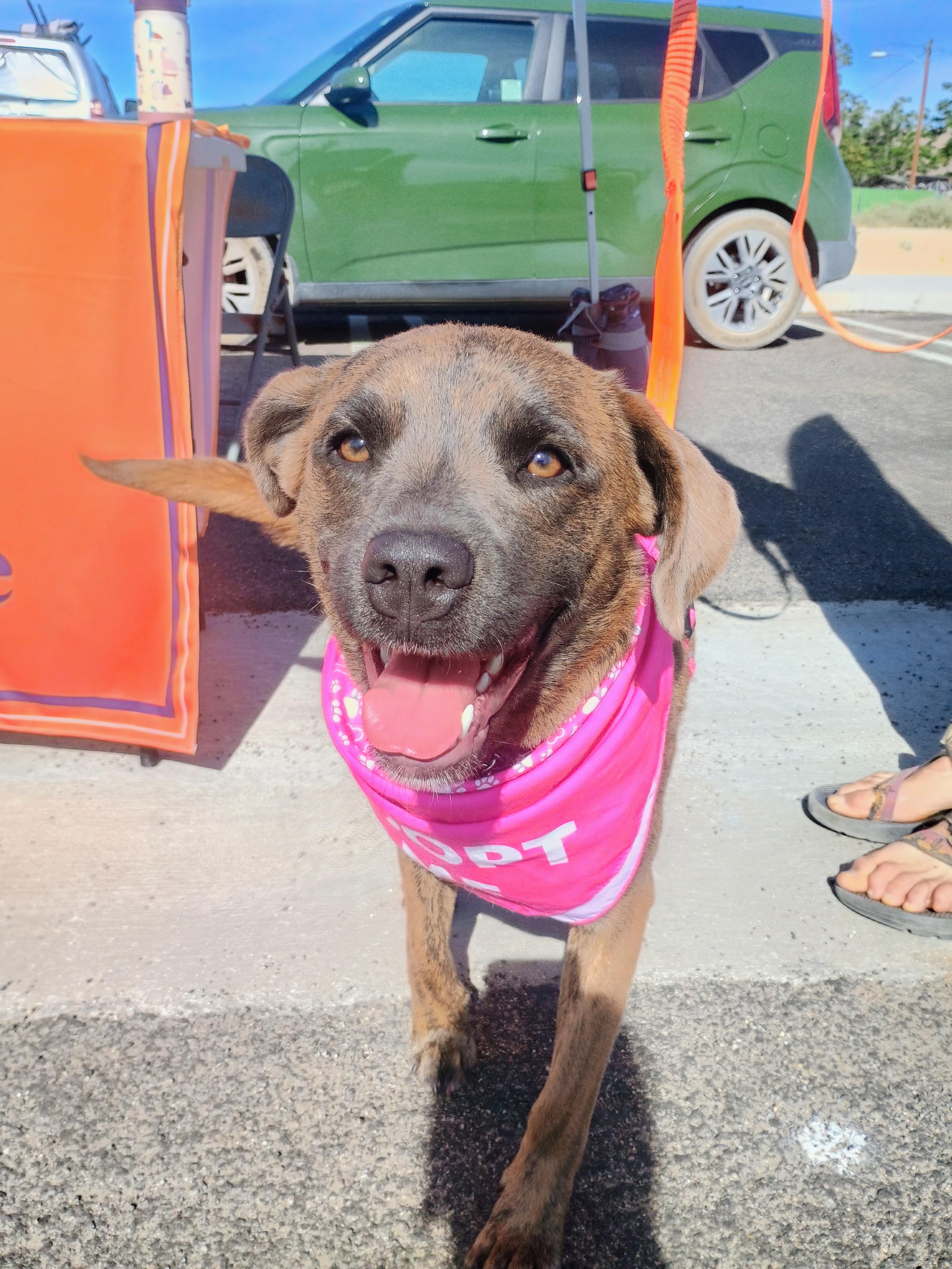 Enlarge MALIBU, a ADOPTABLE mixed breed in Joshua Tree, CA image 1/4