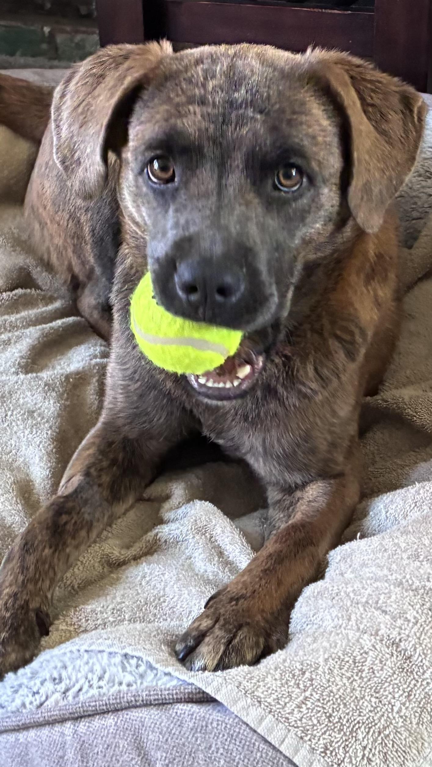 MALIBU, ADOPTABLE, Young Female Cattle Dog.