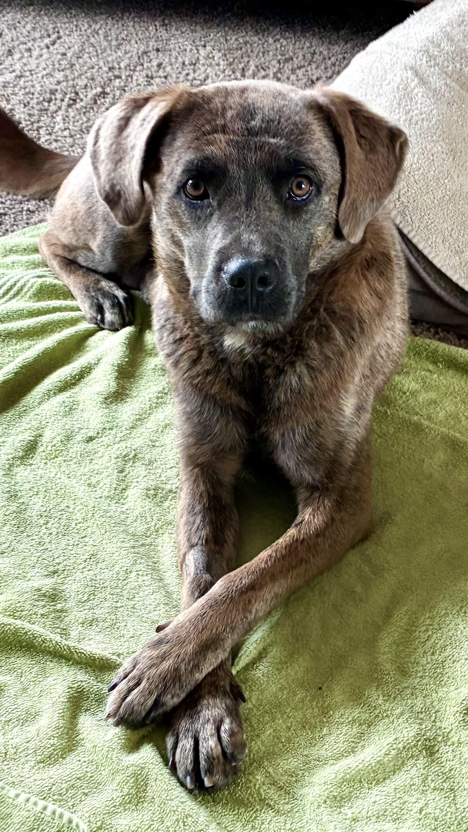 Enlarge MALIBU, a ADOPTABLE Cattle Dog in Joshua Tree, CA image 3/3