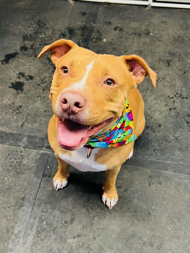 Enlarge Ducky - 20036, a Adoptable mixed breed in Armonk, NY image 2/6