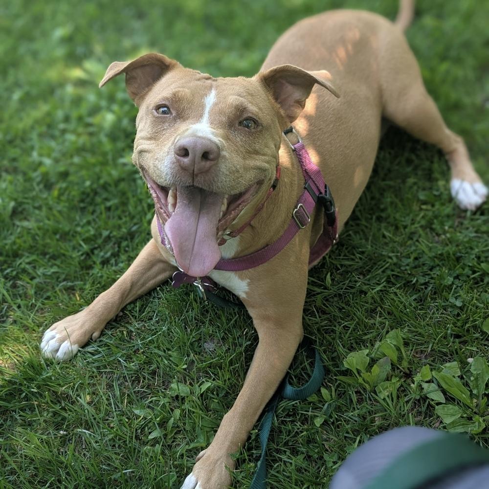 Ducky - 20036, a Adoptable mixed breed in Armonk, NY image 3/6