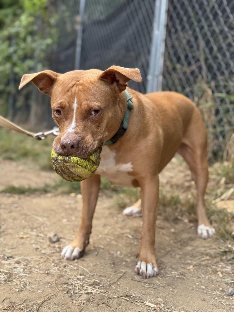 Enlarge Ducky - 20036, a Adoptable mixed breed in Armonk, NY image 1/4