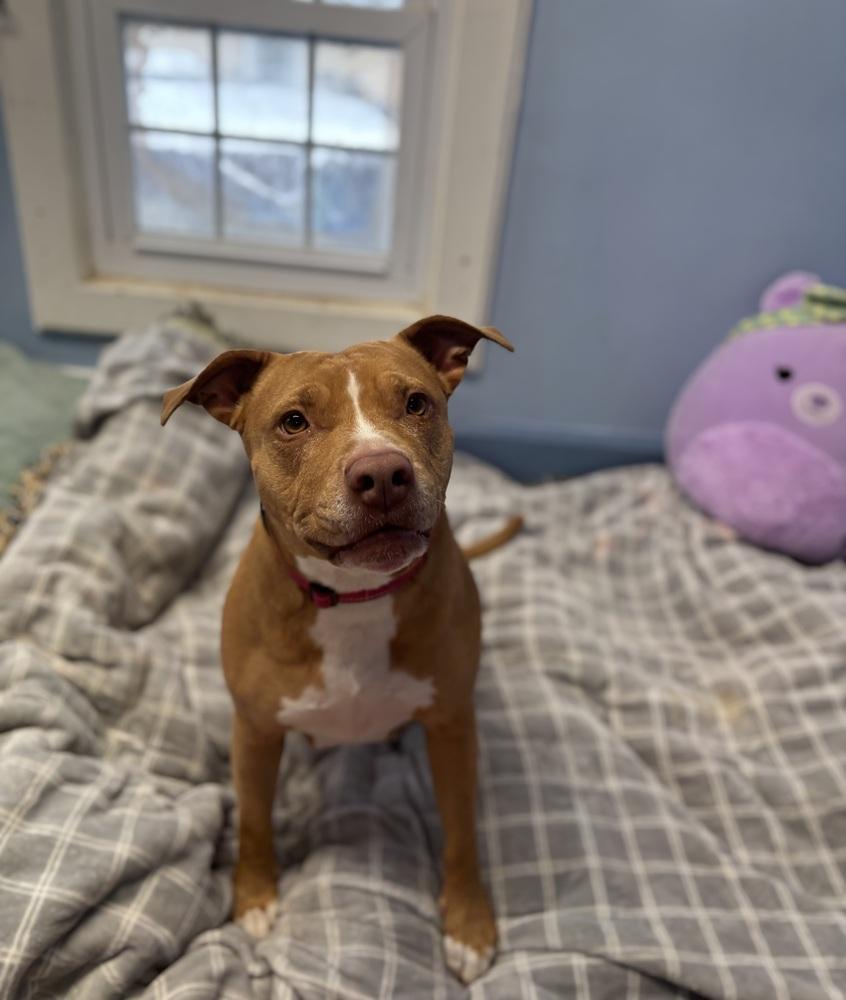 Enlarge Ducky - 20036, a Adoptable mixed breed in Armonk, NY image 6/6