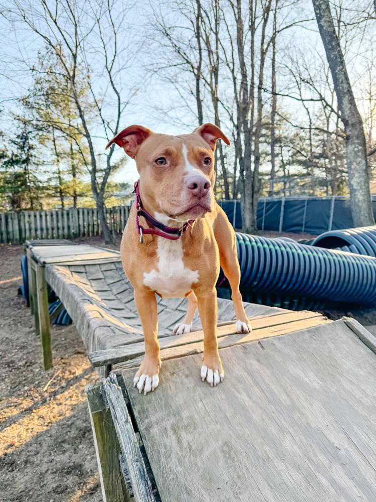 Ducky - 20036, a Adoptable mixed breed in Armonk, NY image 3/4