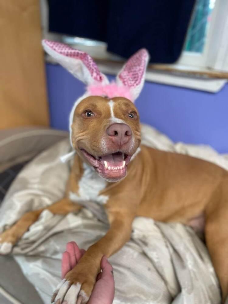 Ducky - 20036, a Adoptable mixed breed in Armonk, NY image 4/4