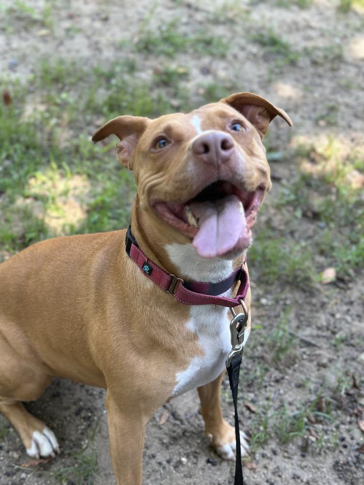Enlarge Ducky - 20036, a Adoptable mixed breed in Armonk, NY image 4/4
