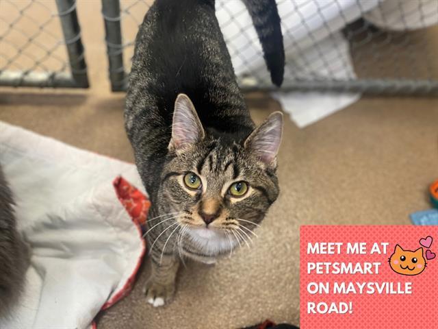 MITTENS, Adoptable, Young Male Domestic Short Hair.