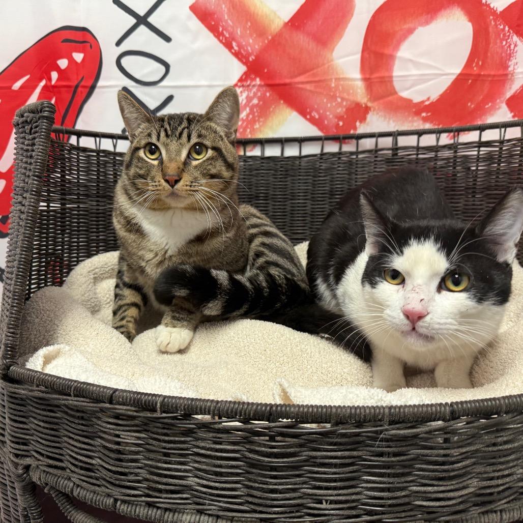 Dale, Adoptable, Young Male Domestic Short Hair.