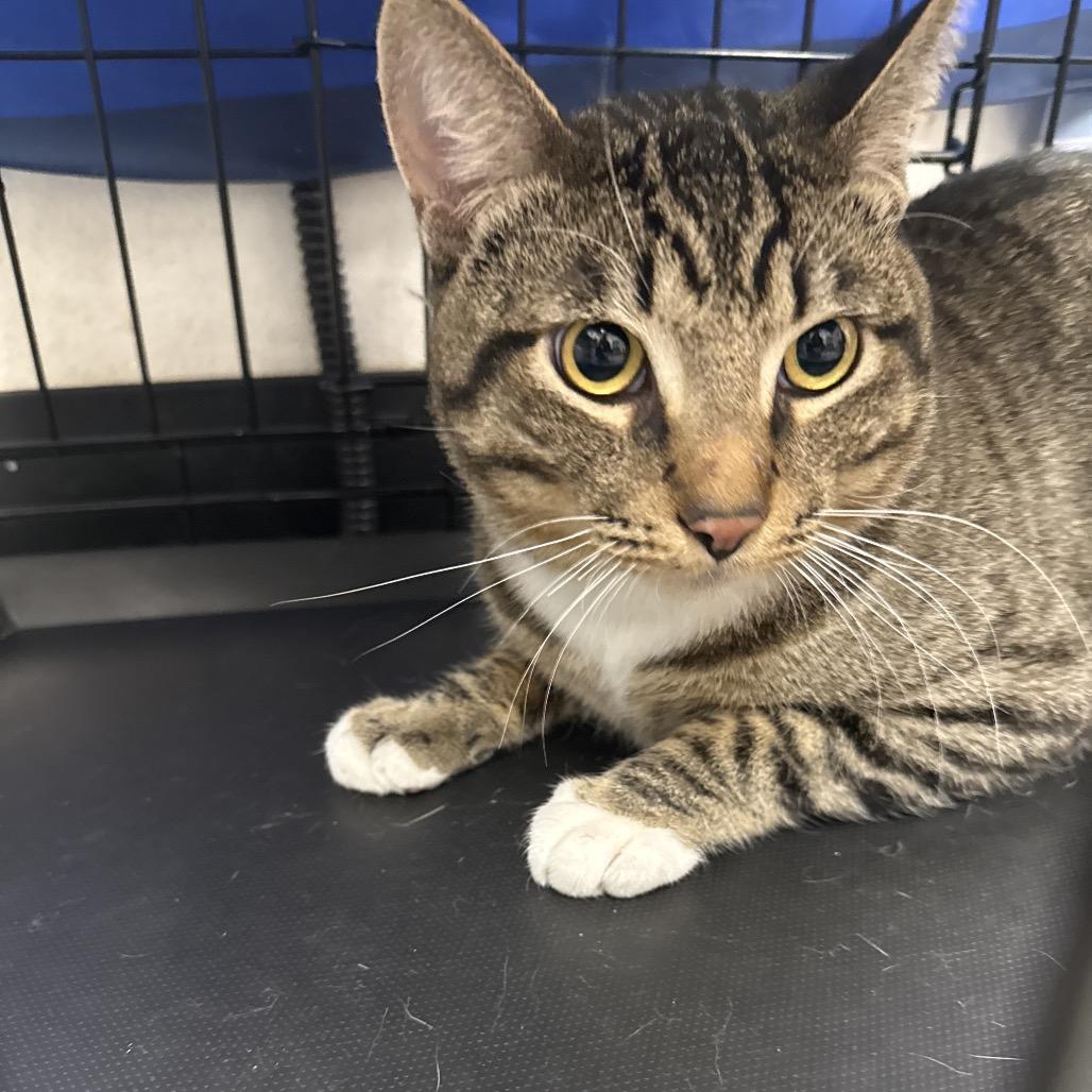 Enlarge Dale, a Adoptable Domestic Short Hair in Henderson, NV image 2/2