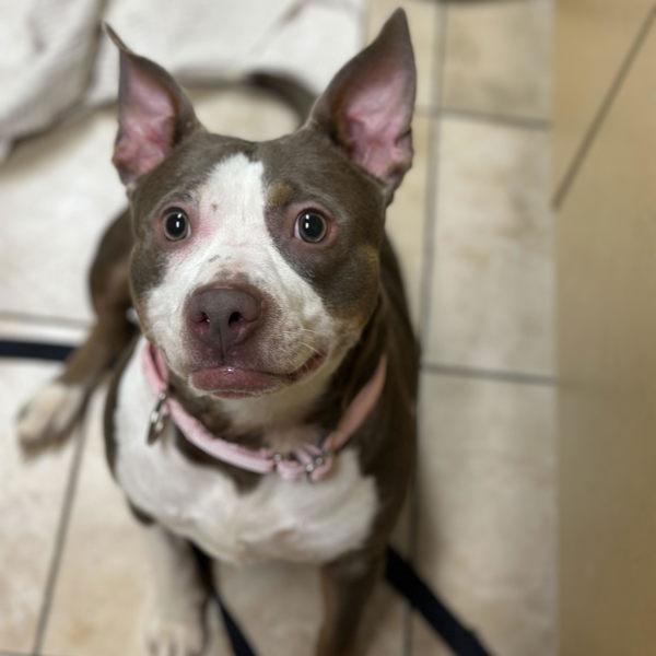 Enlarge Athena, a Adoptable mixed breed in Troutdale, OR image 1/1