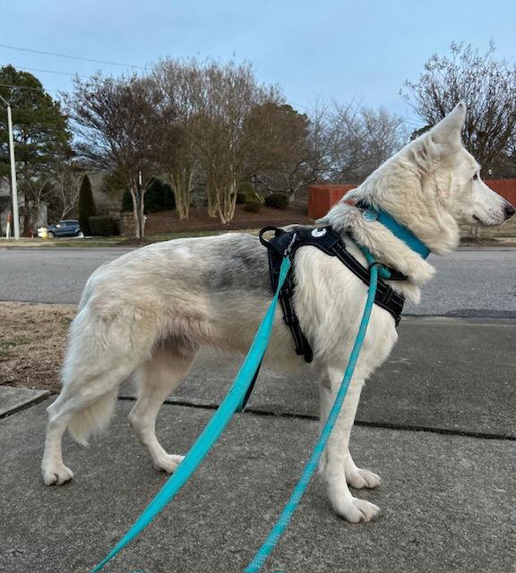 Monday, Adoptable, Adult Male White German Shepherd.