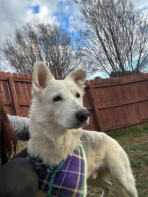 Enlarge Monday, a Adoptable White German Shepherd in Londonderry, NH image 2/3