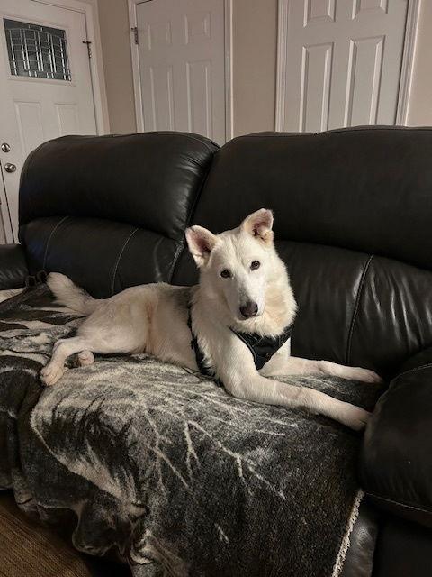 Enlarge Monday, a Adoptable White German Shepherd in Londonderry, NH image 3/3