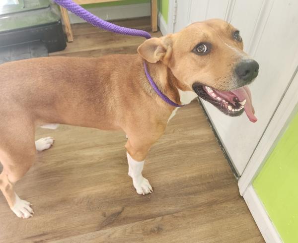 Enlarge Biscuit, a Adoptable mixed breed in Cleveland, TN image 1/1