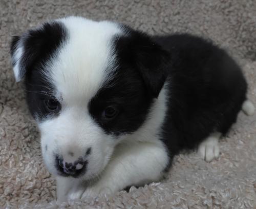 DeeDee, Adoptable, Puppy Female Border Collie & Shepherd.