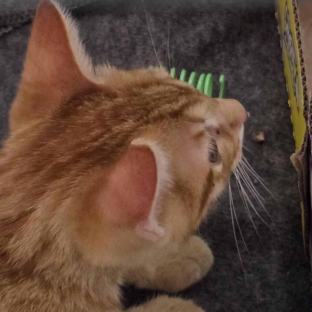 Dandy, a Adoptable Domestic Short Hair in Branson, MO image 2/6