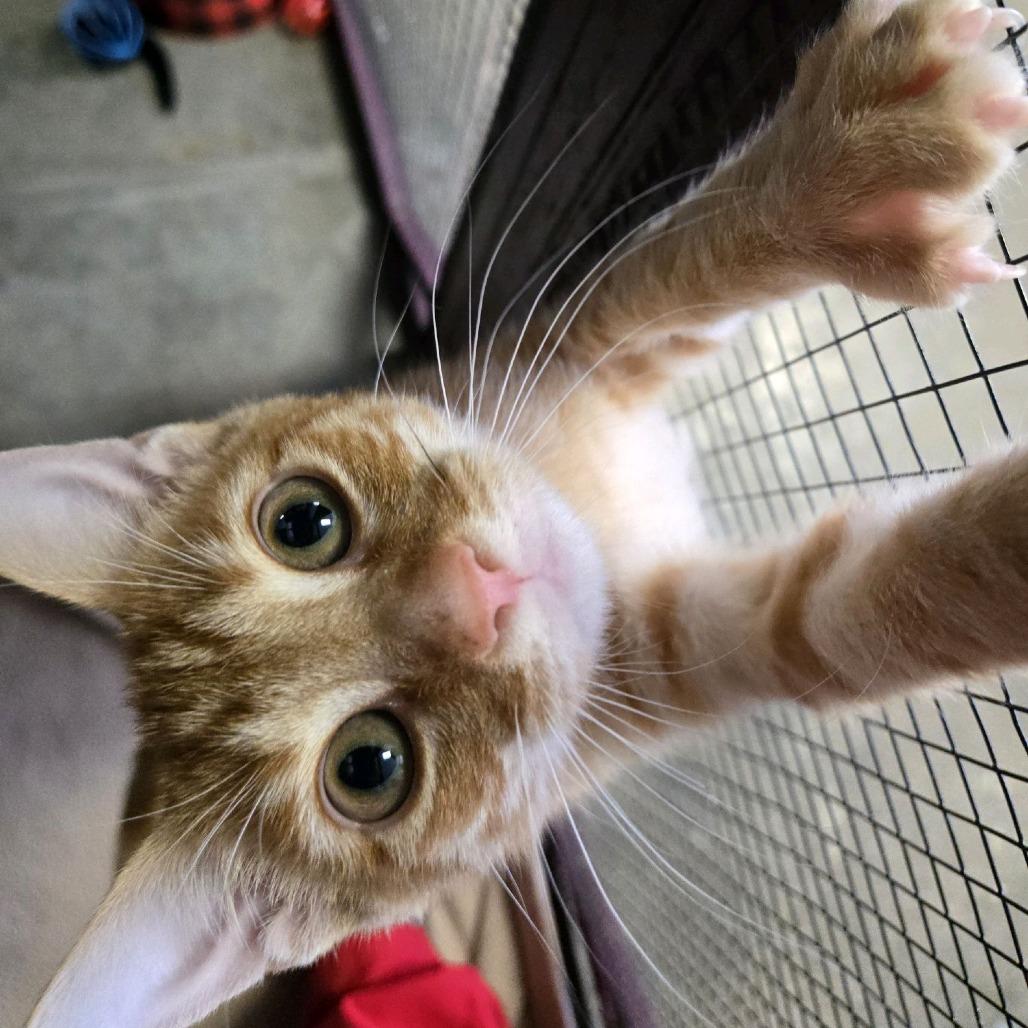 Dandy, a Adoptable Domestic Short Hair in Branson, MO image 5/6