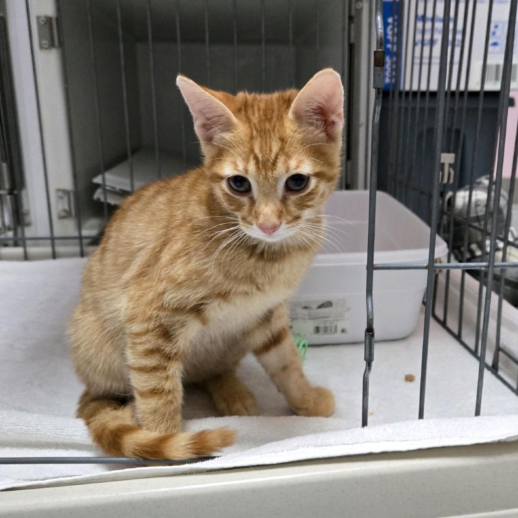 Dandy, a Adoptable Domestic Short Hair in Branson, MO image 6/6