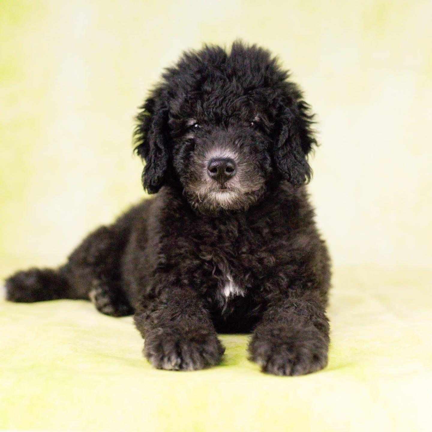 Meathead, Adoptable, Puppy Male Poodle.