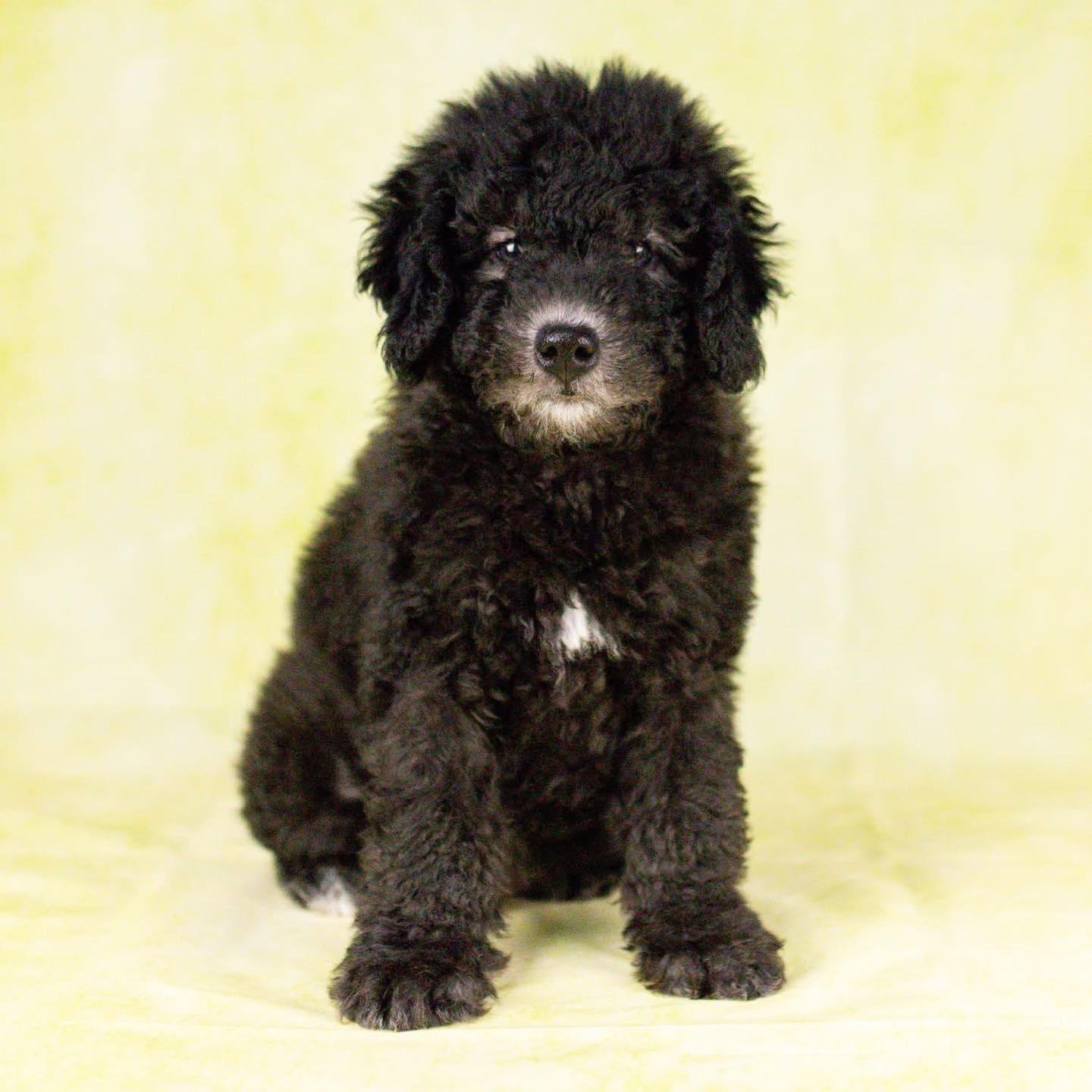 Enlarge Meathead, a Adoptable mixed breed in Smyrna, GA image 5/5