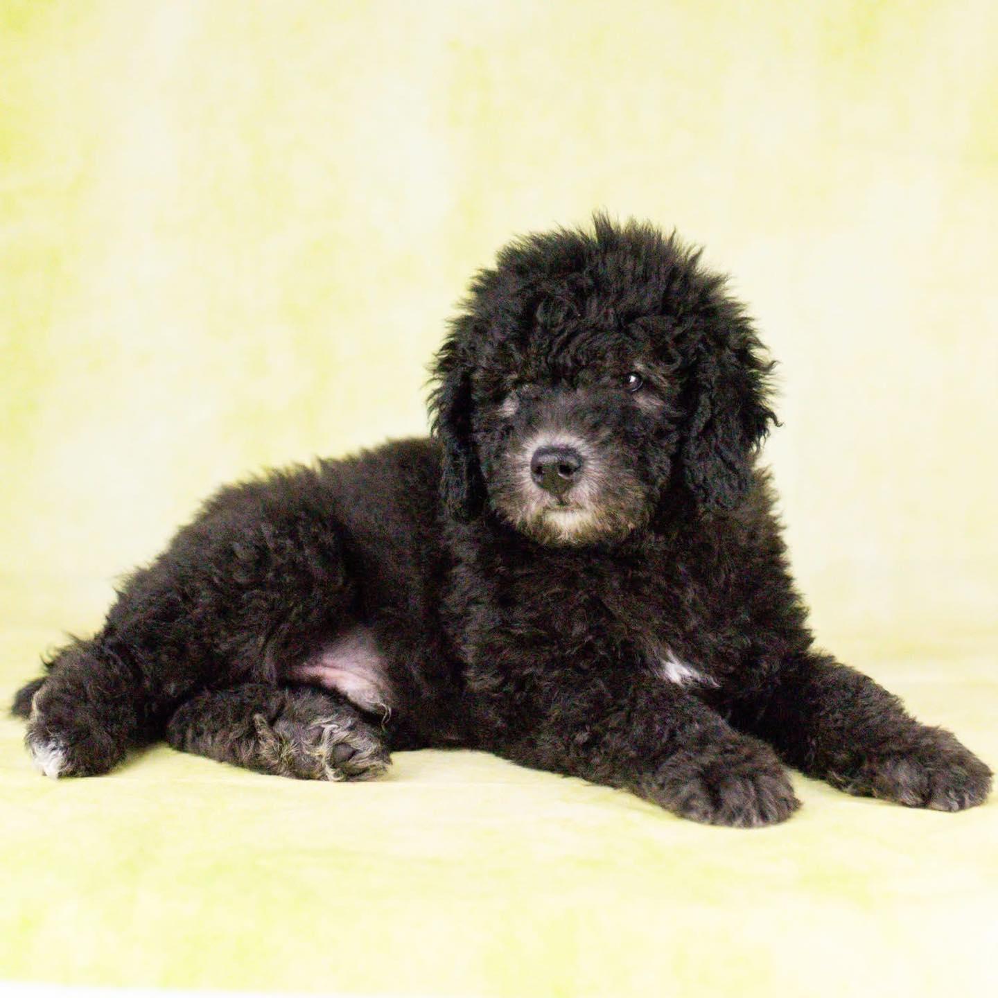 Enlarge Meathead, a Adoptable mixed breed in Smyrna, GA image 2/5