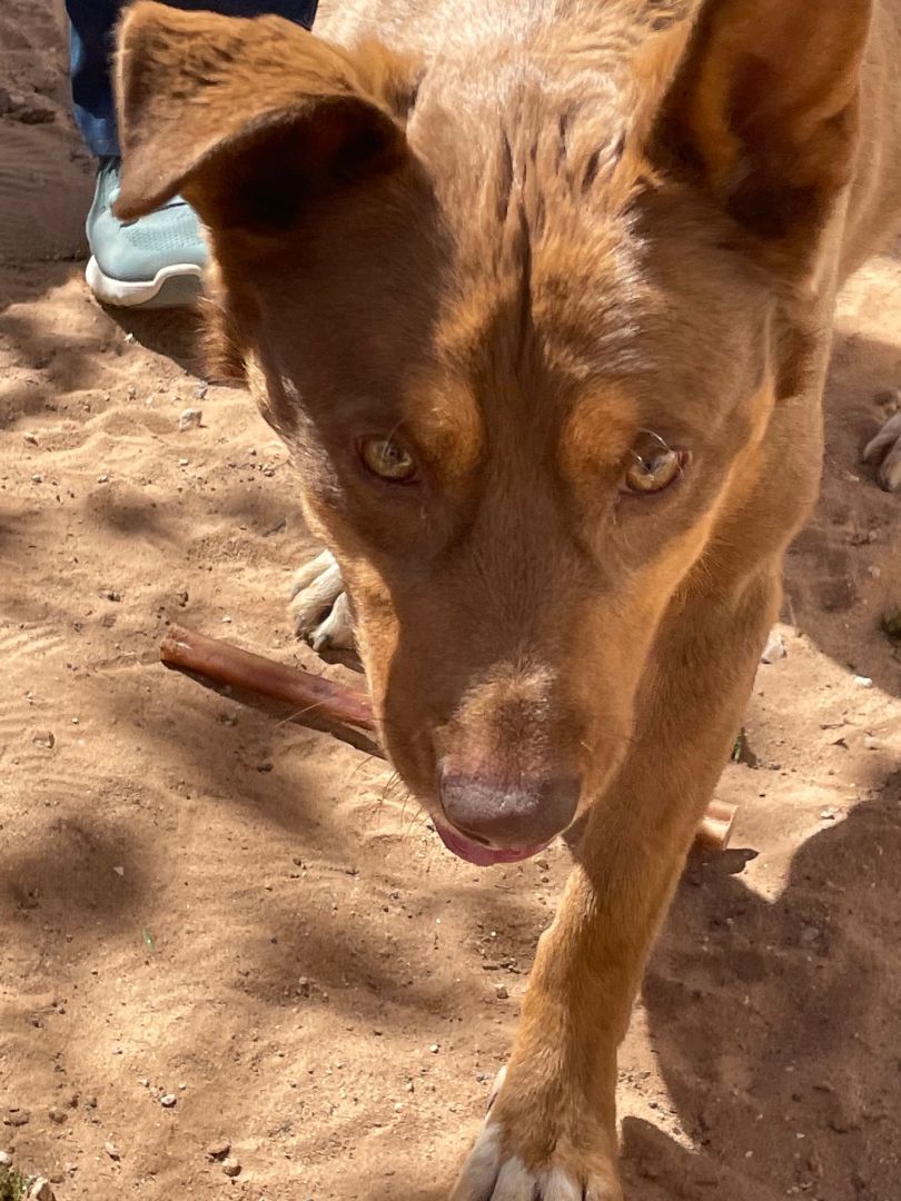 Rex, Adopted, Adult Male Australian Kelpie.