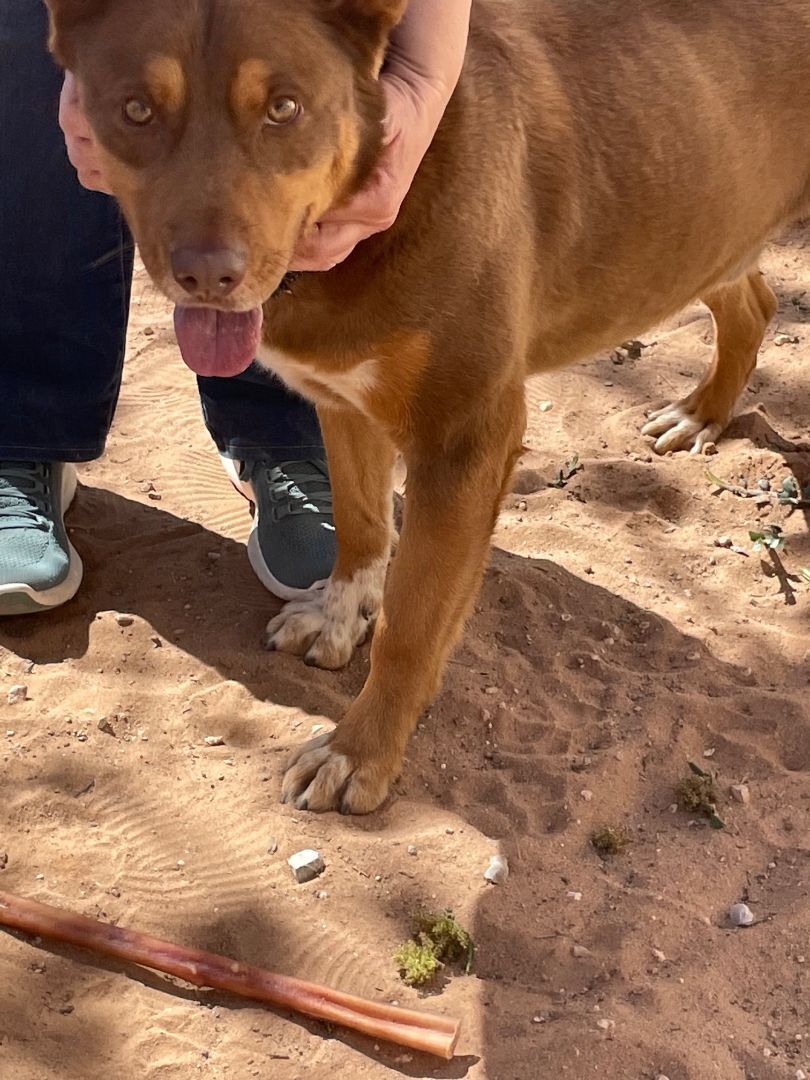 Enlarge Rex, a Adopted mixed breed in El Paso, TX image 2/6