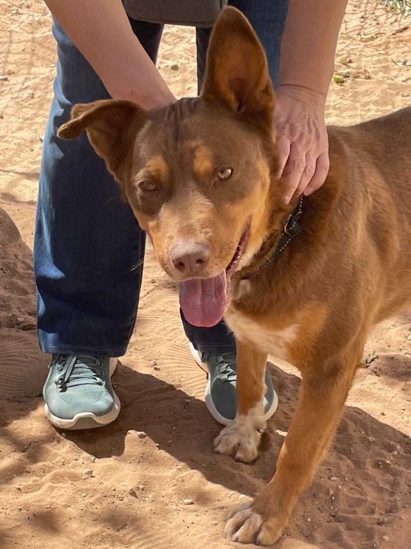 Enlarge Rex, a Adopted mixed breed in El Paso, TX image 3/6