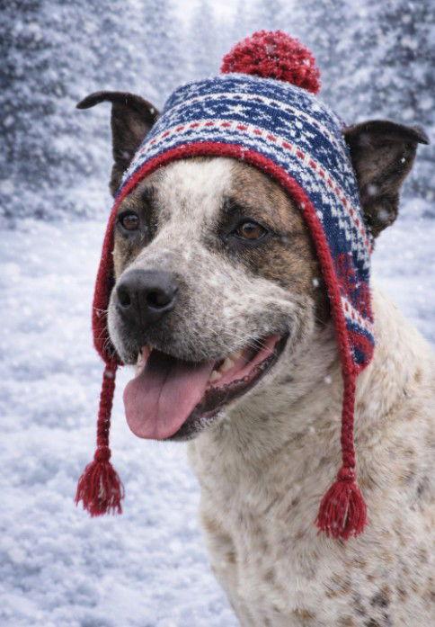 Stix (Courtesy), Adoptable, Adult Male Australian Cattle Dog / Blue Heeler & Cattle Dog.