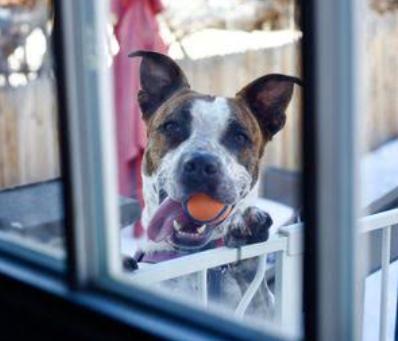 Enlarge Stix (Courtesy), a Adoptable mixed breed in Aurora, CO image 1/1