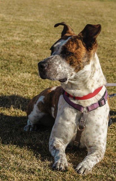 Stix (Courtesy), Adoptable, Adult Male Australian Cattle Dog / Blue Heeler & Cattle Dog.