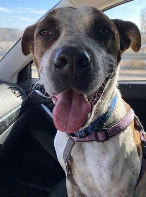 Enlarge Stix (Courtesy), a Adoptable mixed breed in Aurora, CO image 3/3