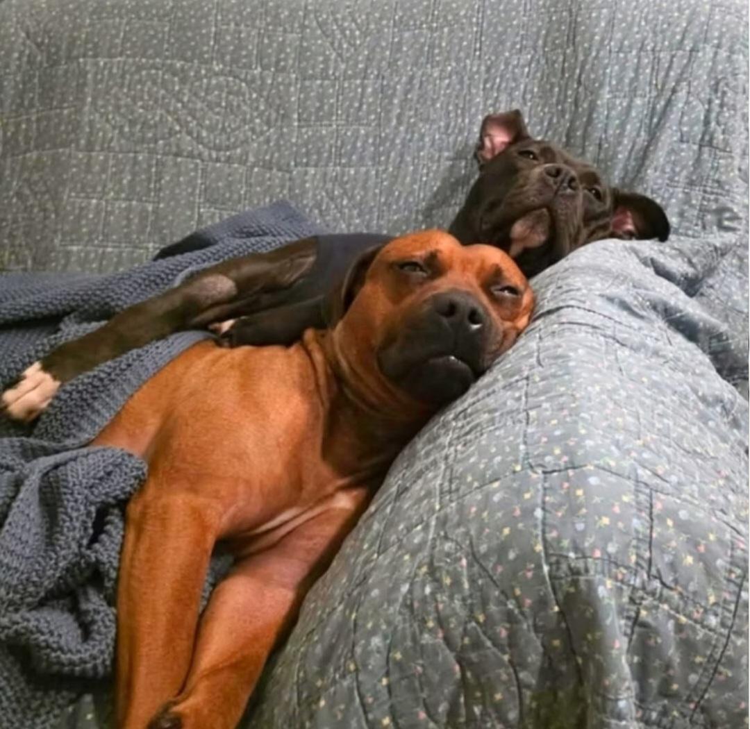 Enlarge Acacia, an adopted Mixed Breed in Montréal, QC image 3/3