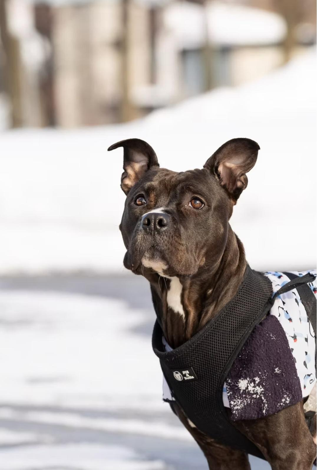 Acacia, adopted, Young Female Mixed Breed.