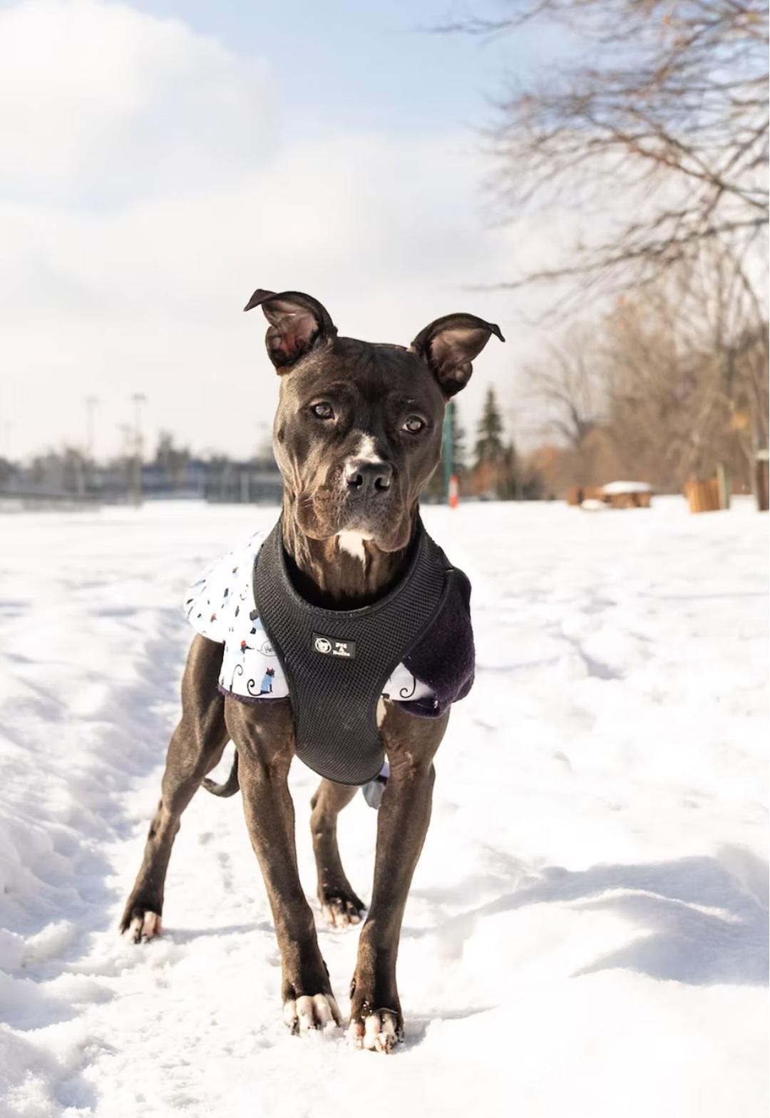 Enlarge Acacia, an adopted Mixed Breed in Montréal, QC image 2/3