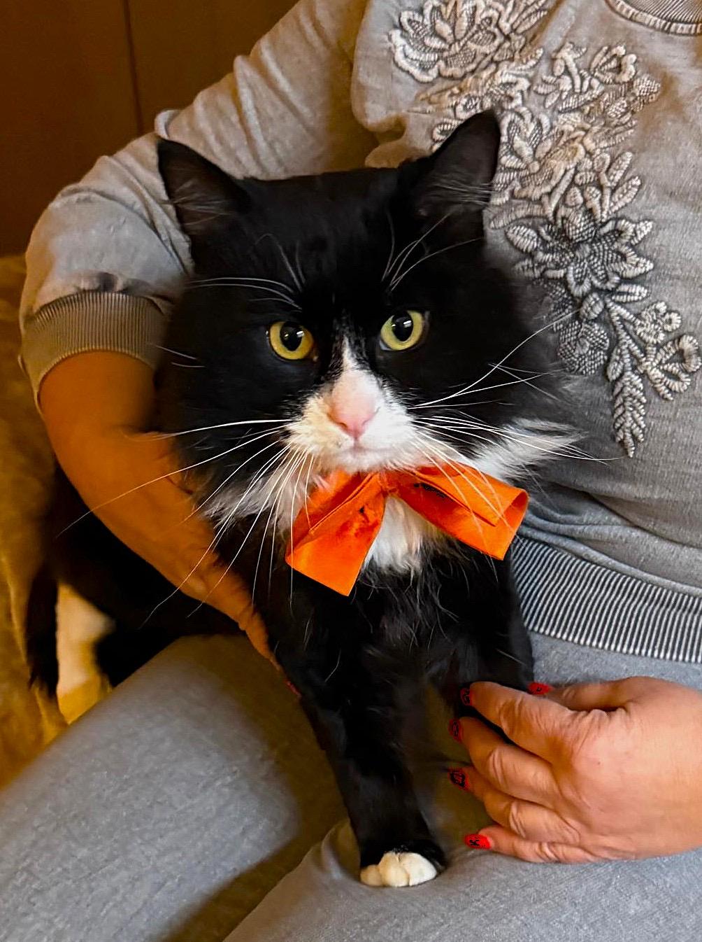 Enlarge Freddy, an adopted Domestic Long Hair in Brooklyn, NY image 2/3