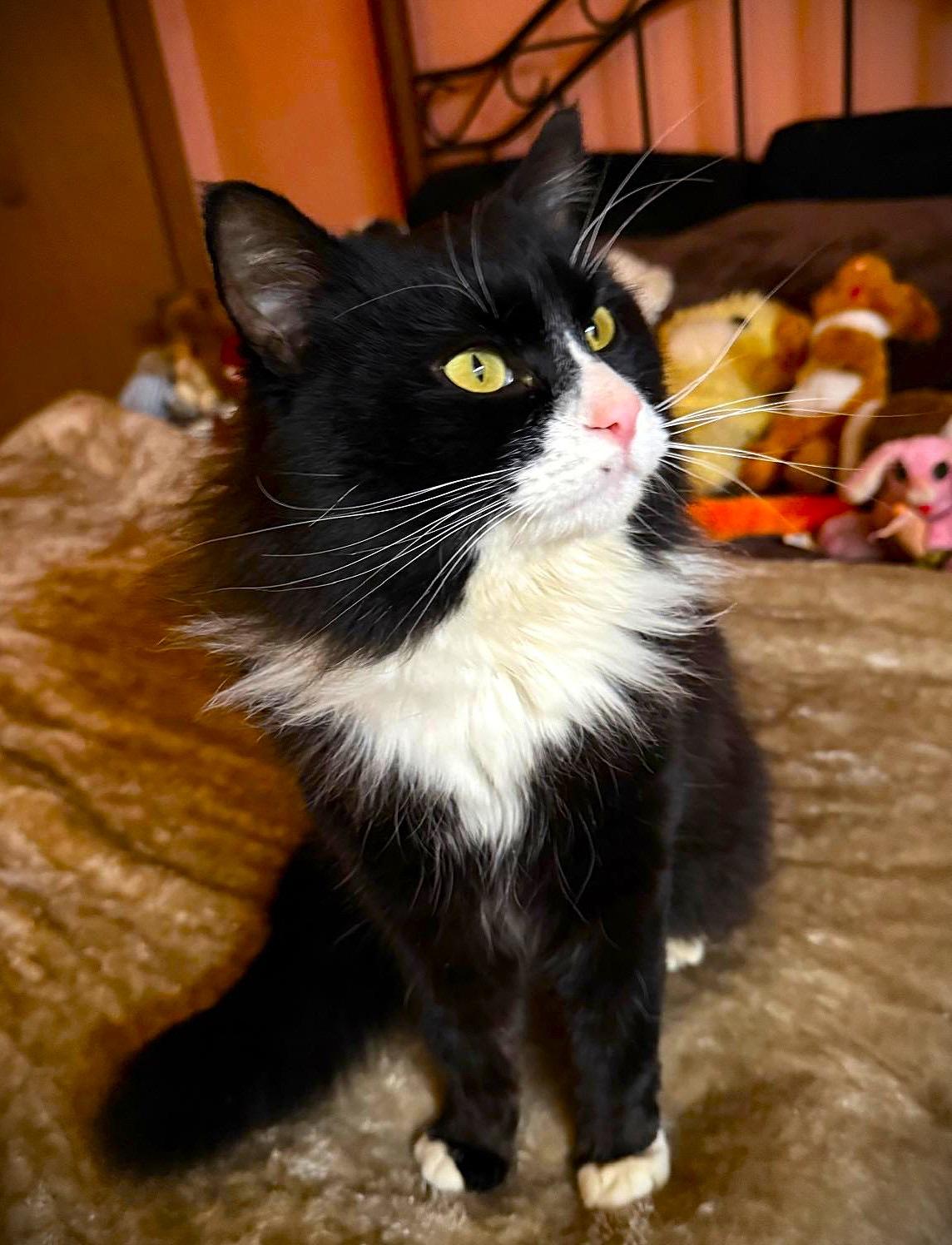 Enlarge Freddy, an adopted Domestic Long Hair in Brooklyn, NY image 1/3