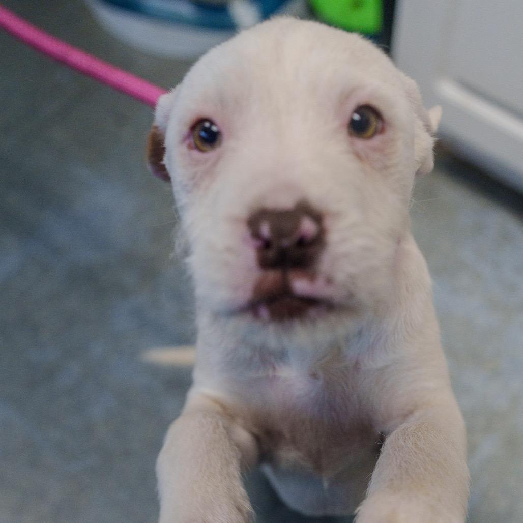 Walker, Adoptable, Puppy Male Terrier.