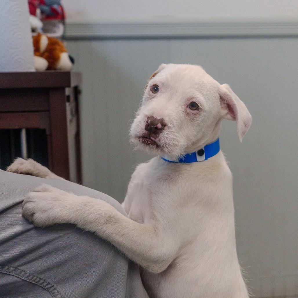 Enlarge Walker, a Adoptable mixed breed in Pawling, NY image 2/6