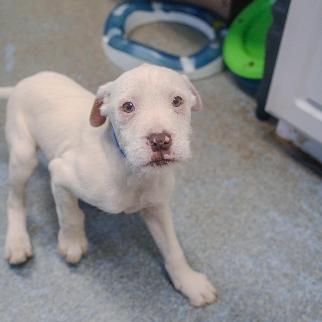 Enlarge Walker, a Adoptable mixed breed in Pawling, NY image 3/6