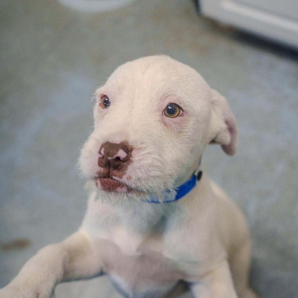 Enlarge Walker, a Adoptable mixed breed in Pawling, NY image 4/6