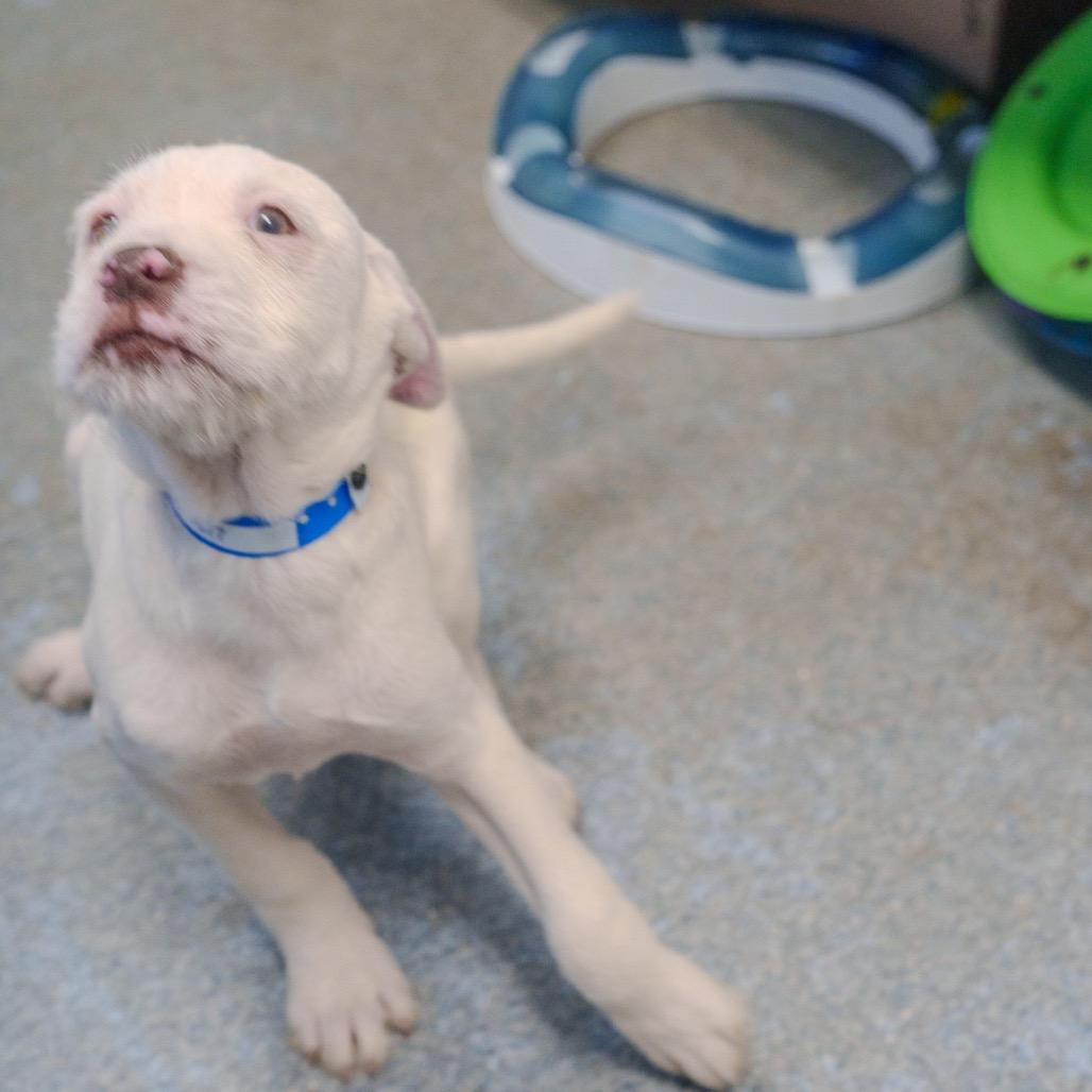 Enlarge Walker, a Adoptable mixed breed in Pawling, NY image 6/6