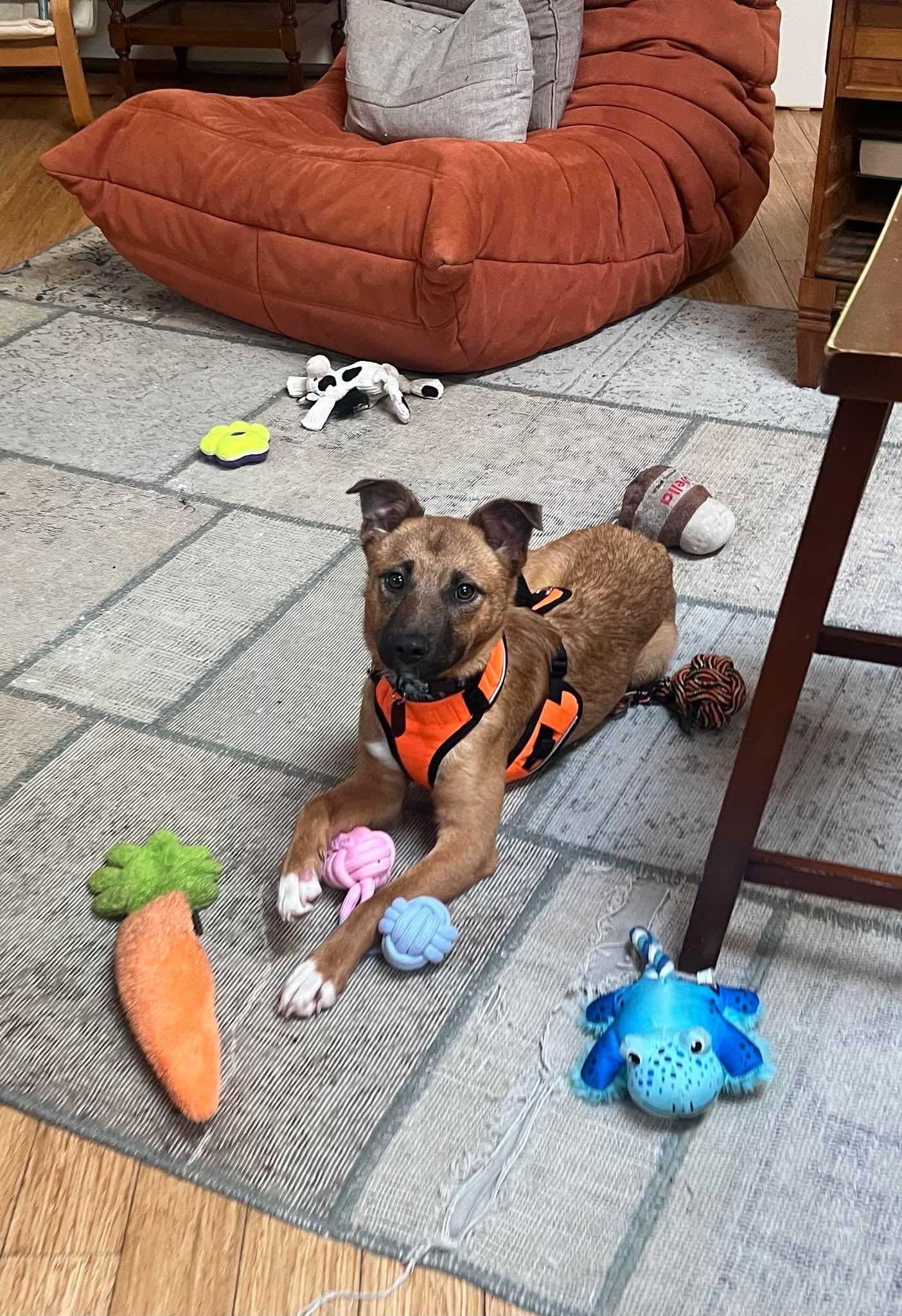 Chewy, a Adoptable Mixed Breed in Shelburne, VT image 1/3